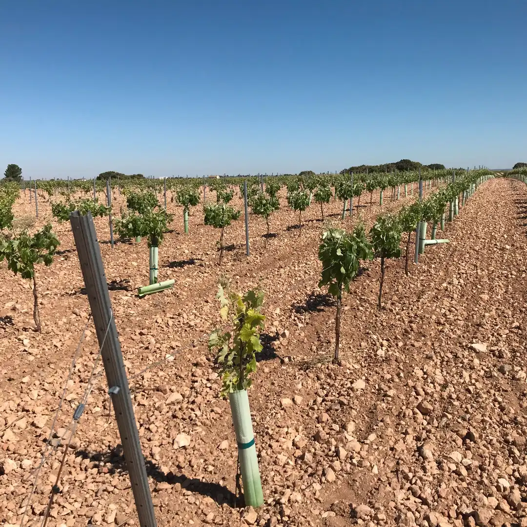 Terrenys i solars en venda a Mota del Cuervo, imagen 6