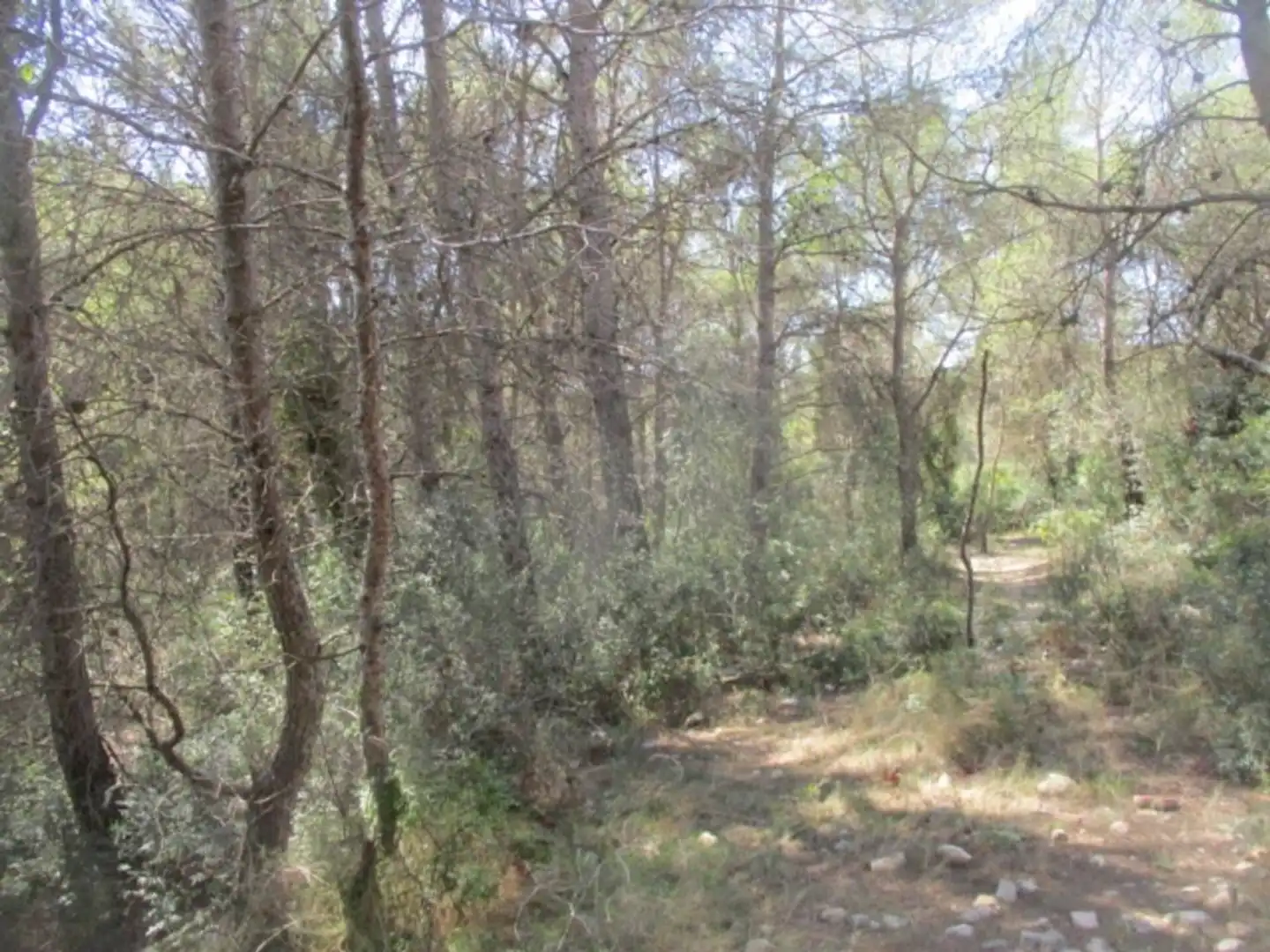Rural land for sale in Calle Sebastia Riera, imagen 2