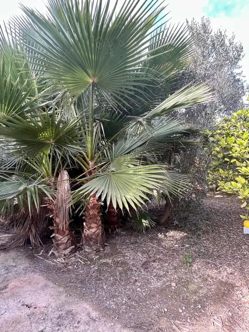 Grundstücke und Bauplätze zum Verkauf in Oria, imagen 6