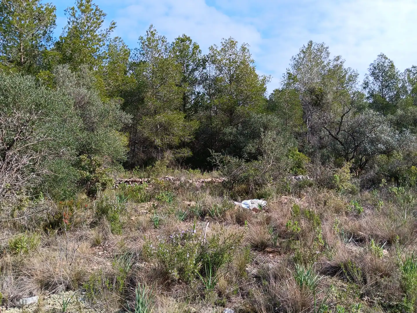 Lands and plots for sale in Ginestar, imagen 7