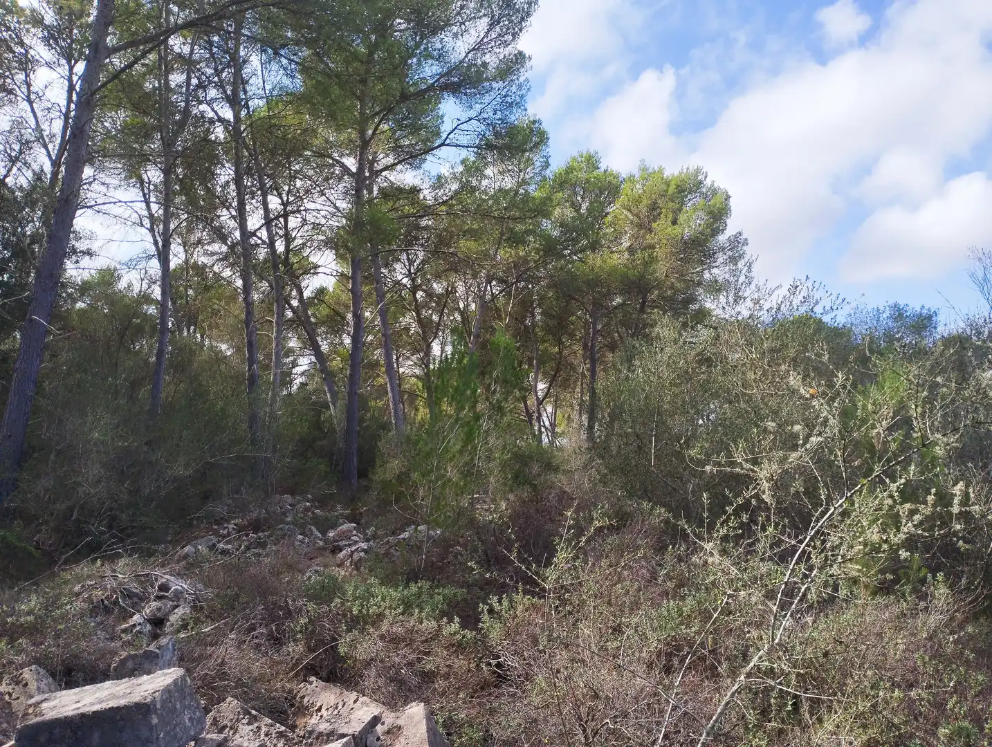 Terreno rustico in vendita a Algaida, imagen 4
