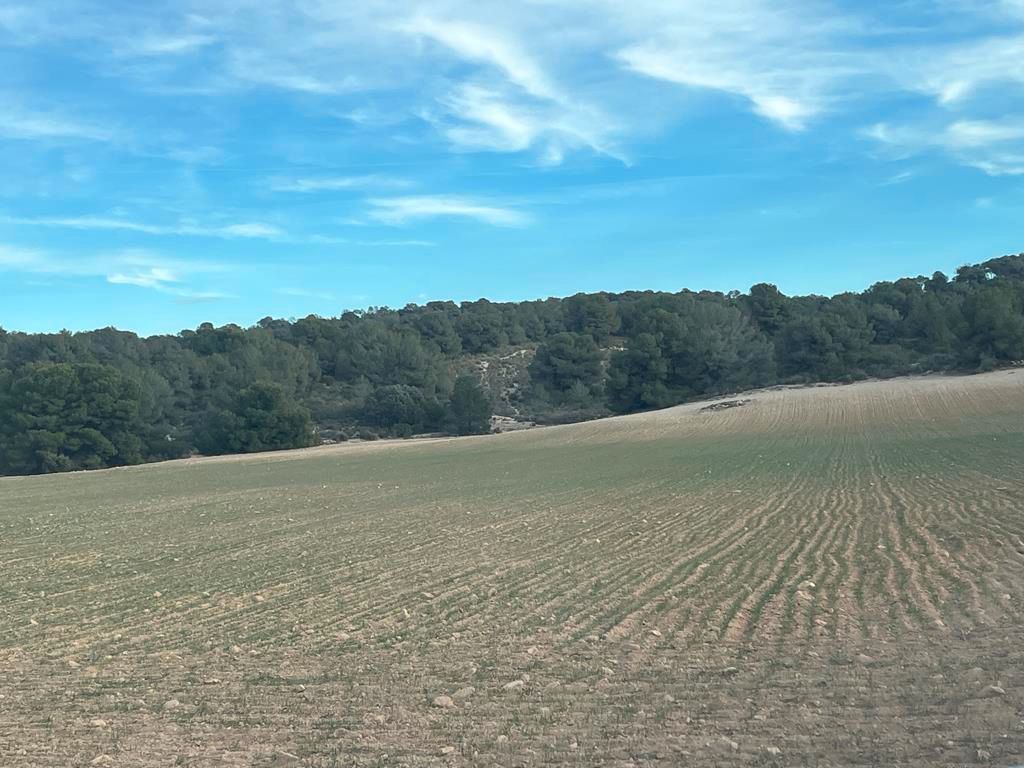 Land for sale in Hellín