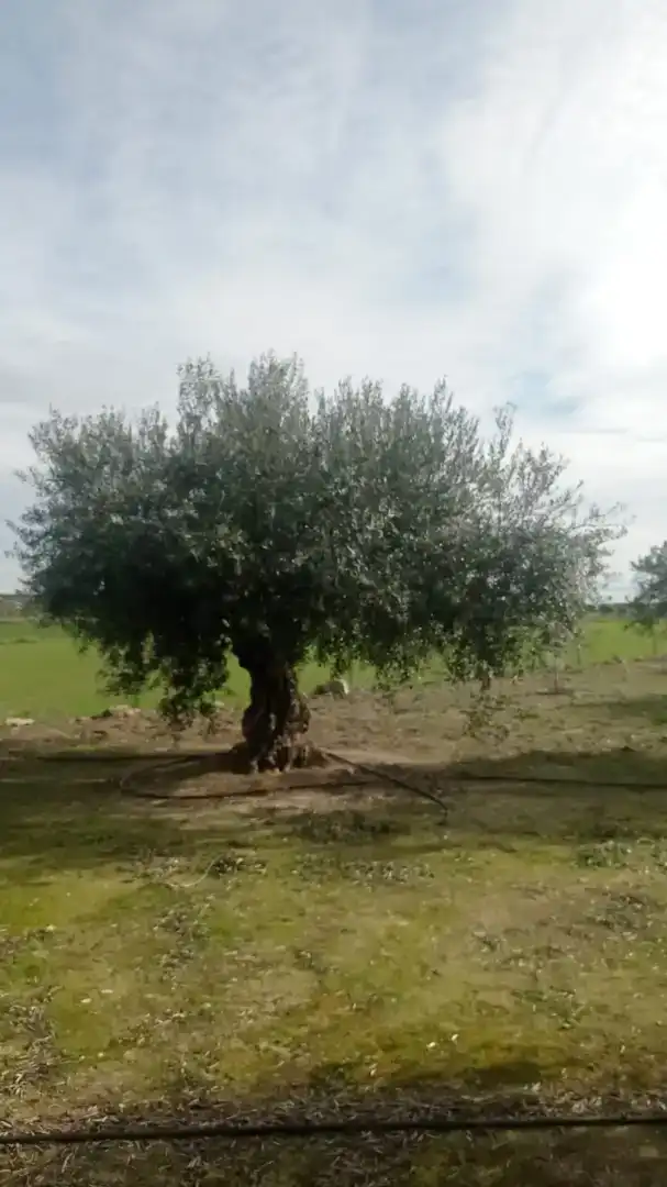 Jardín de Casa o chalet en venta en La Haba 