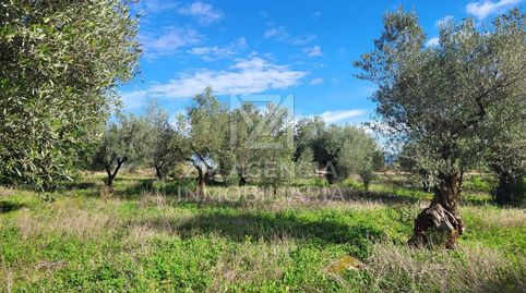 FINCA RUSTICA EN VENTA EN TRAIGUERA, immagine 5