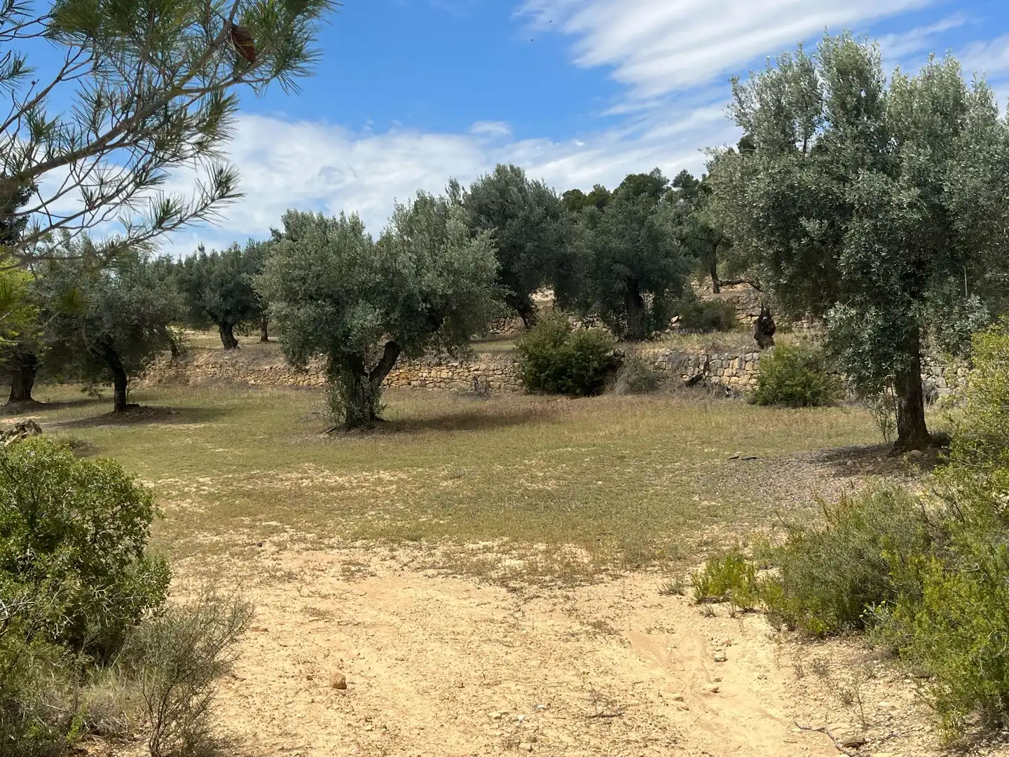 Terreni e lotti in vendita a Cretas