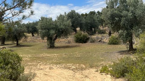 Finca de olivos en producción
