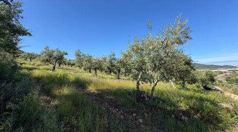 Olivar en Aliseda, immagine 3