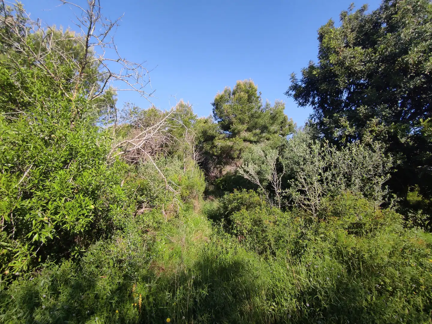 Rural land for sale in Alcanar, imagen 7