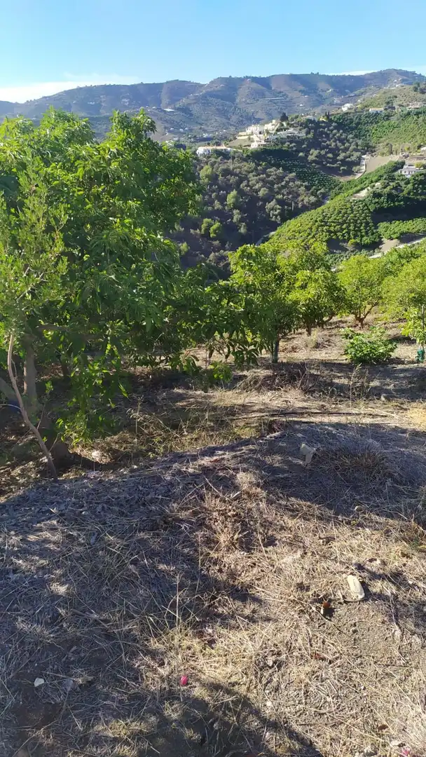 Rural land for sale in Frigiliana, imagen 3