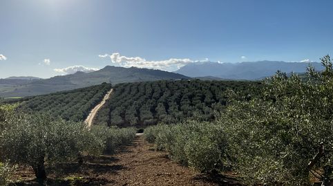 Terreno con olivos de secano, imagen 4