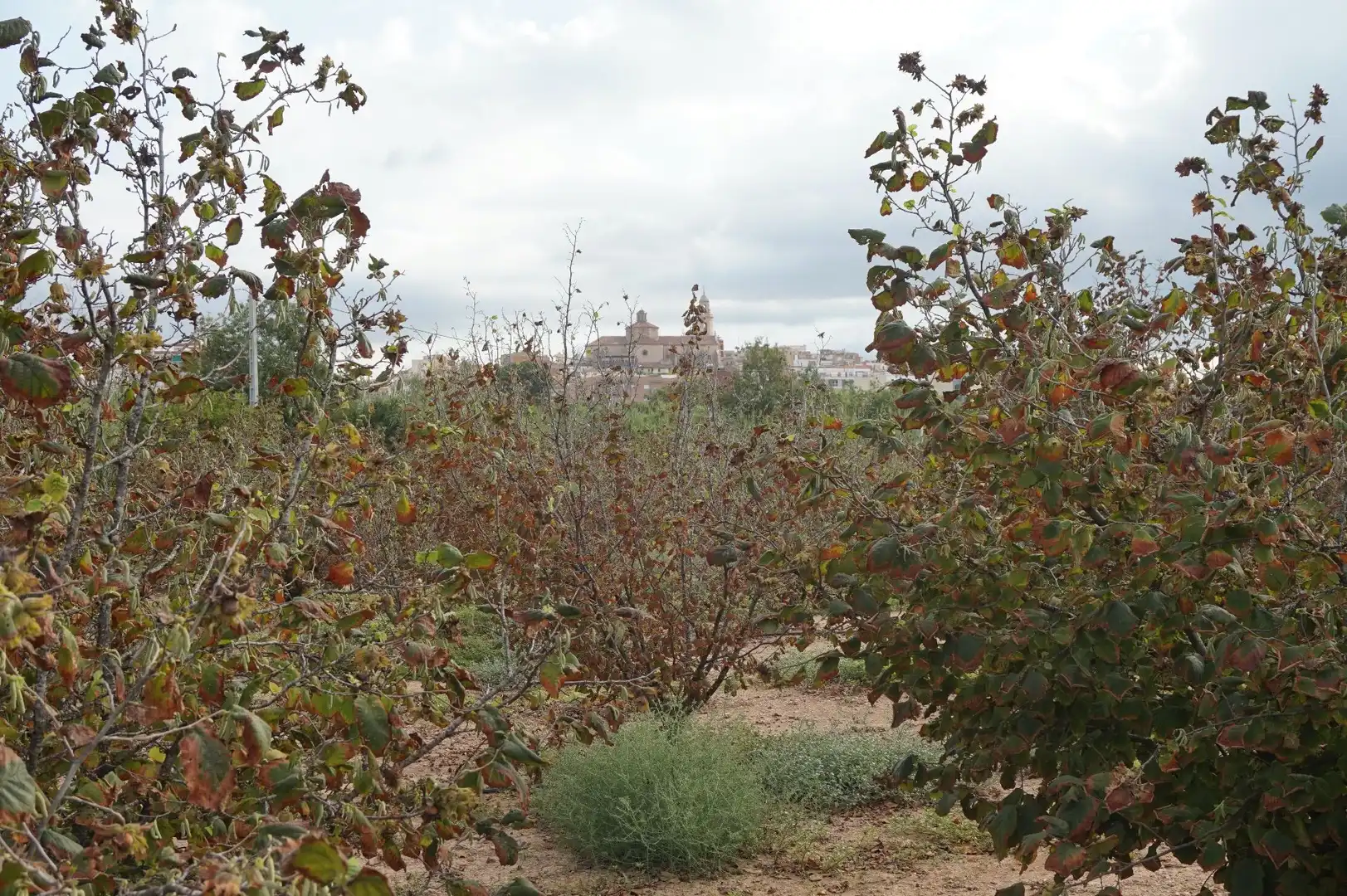 Terreno rustico in vendita a La Creu de Salom, imagen 21