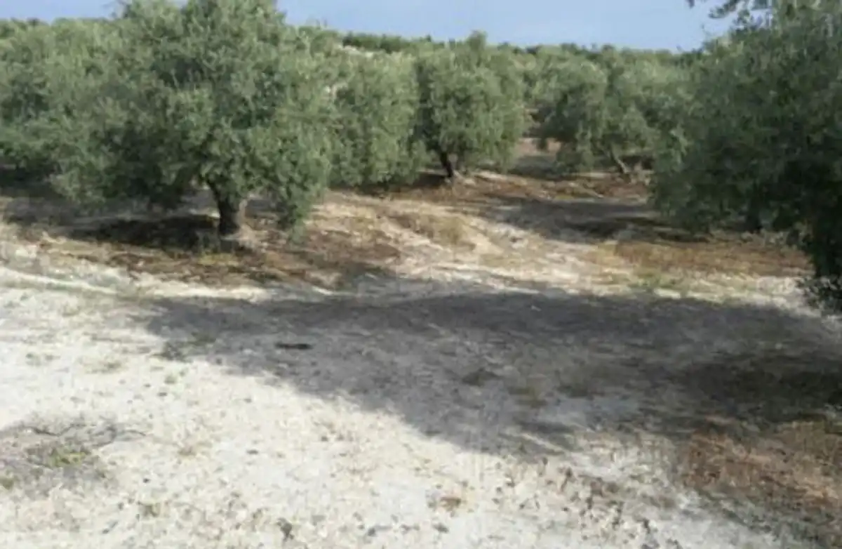 Terreni e lotti in vendita a Fuerte del Rey, imagen 6