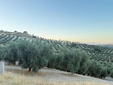 Lands and plots for sale in Calle Alhamar