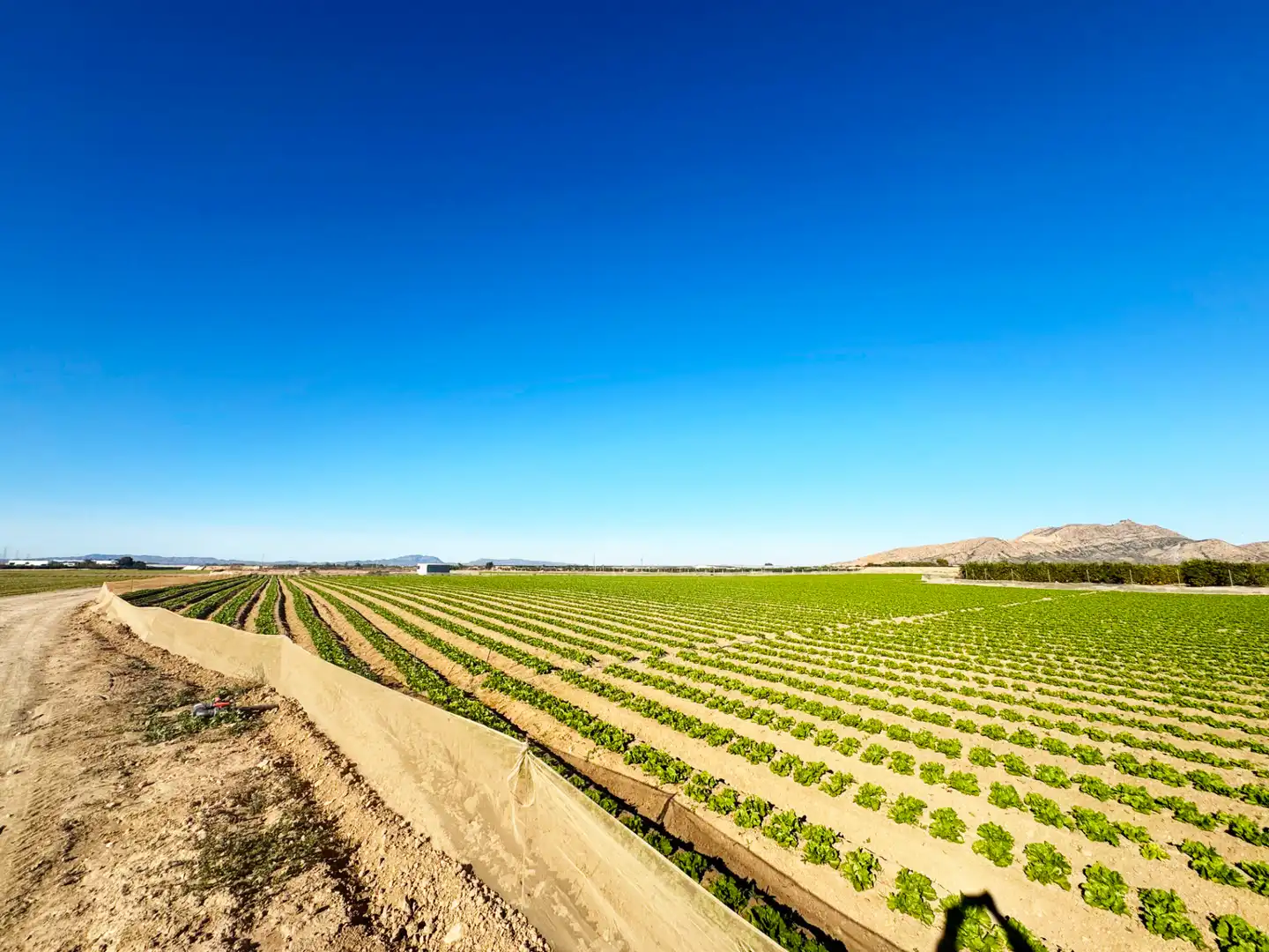 Lands and plots for sale in Diseminado Meroños 175, imagen 10
