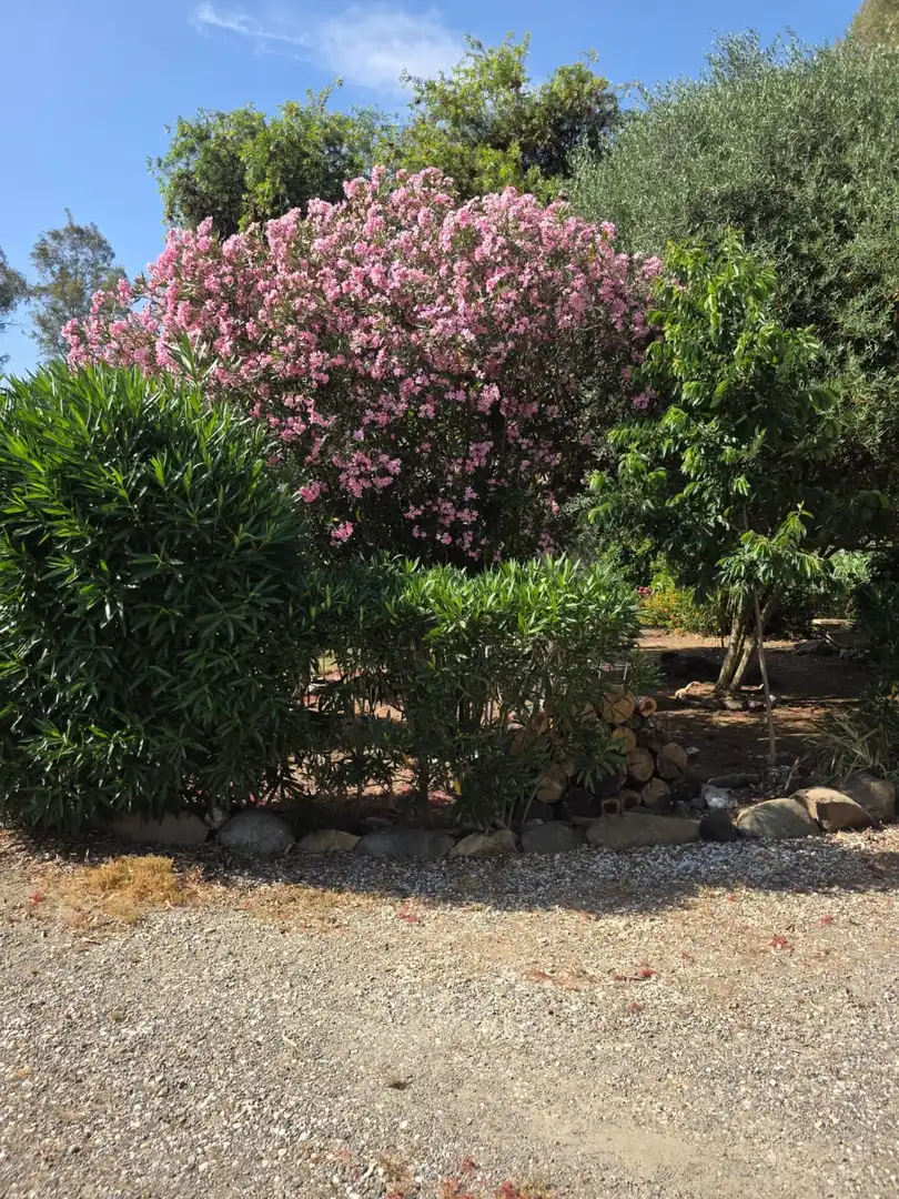 Garten von Country house zum Verkauf in Guaro
