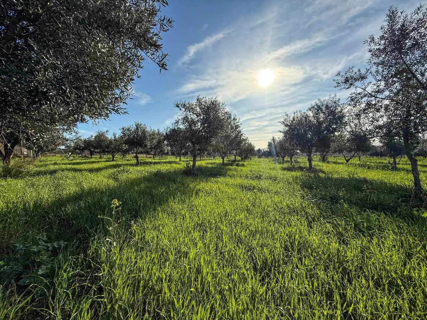 Land for sale in Diseminado Poligono 17, Selva