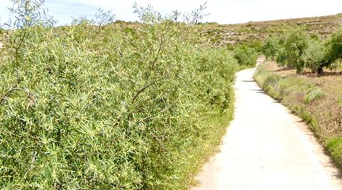 NIVAR  FINCA DE OLIVOS, immagine 4