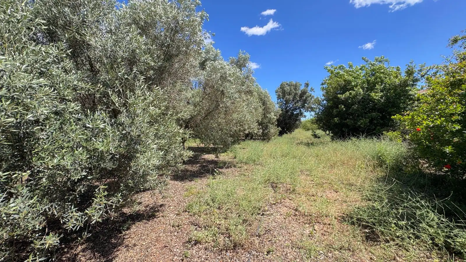 Maison rustique avec terrasse à vendre à Sa Pobla, imagen 26