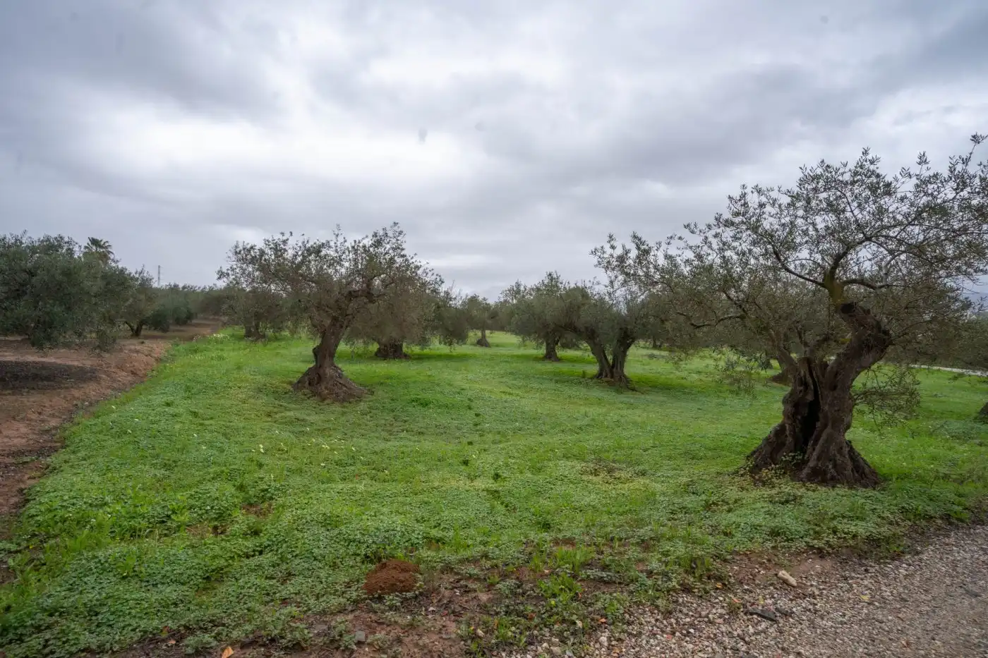 Terreni e lotti in vendita a Villafranco del Guadalhorce, imagen 3
