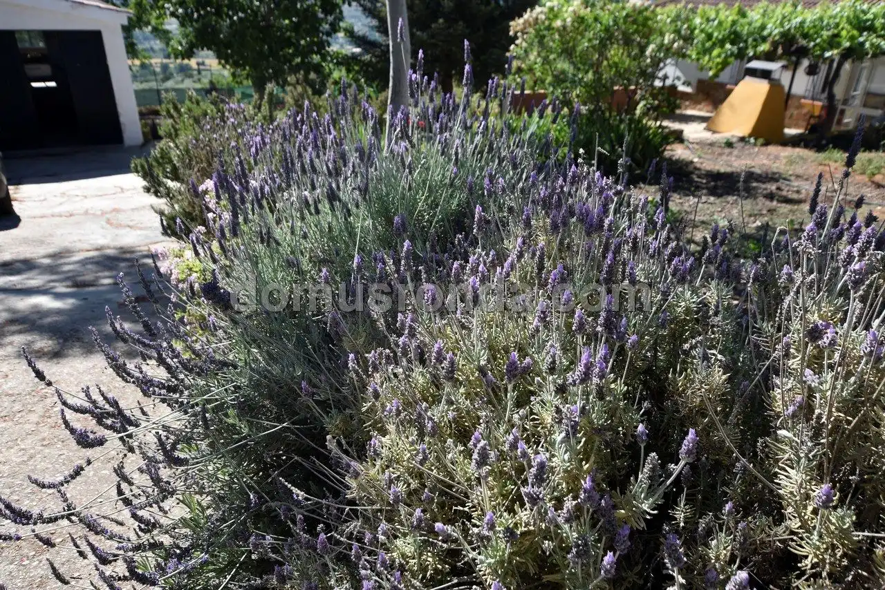 Finca rústica en venta en Partidas Norte