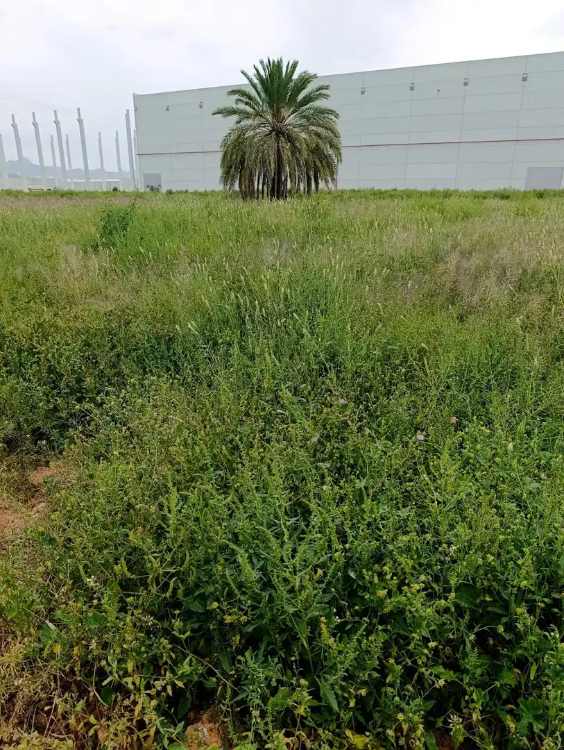 Industrial land for sale in Fortuna