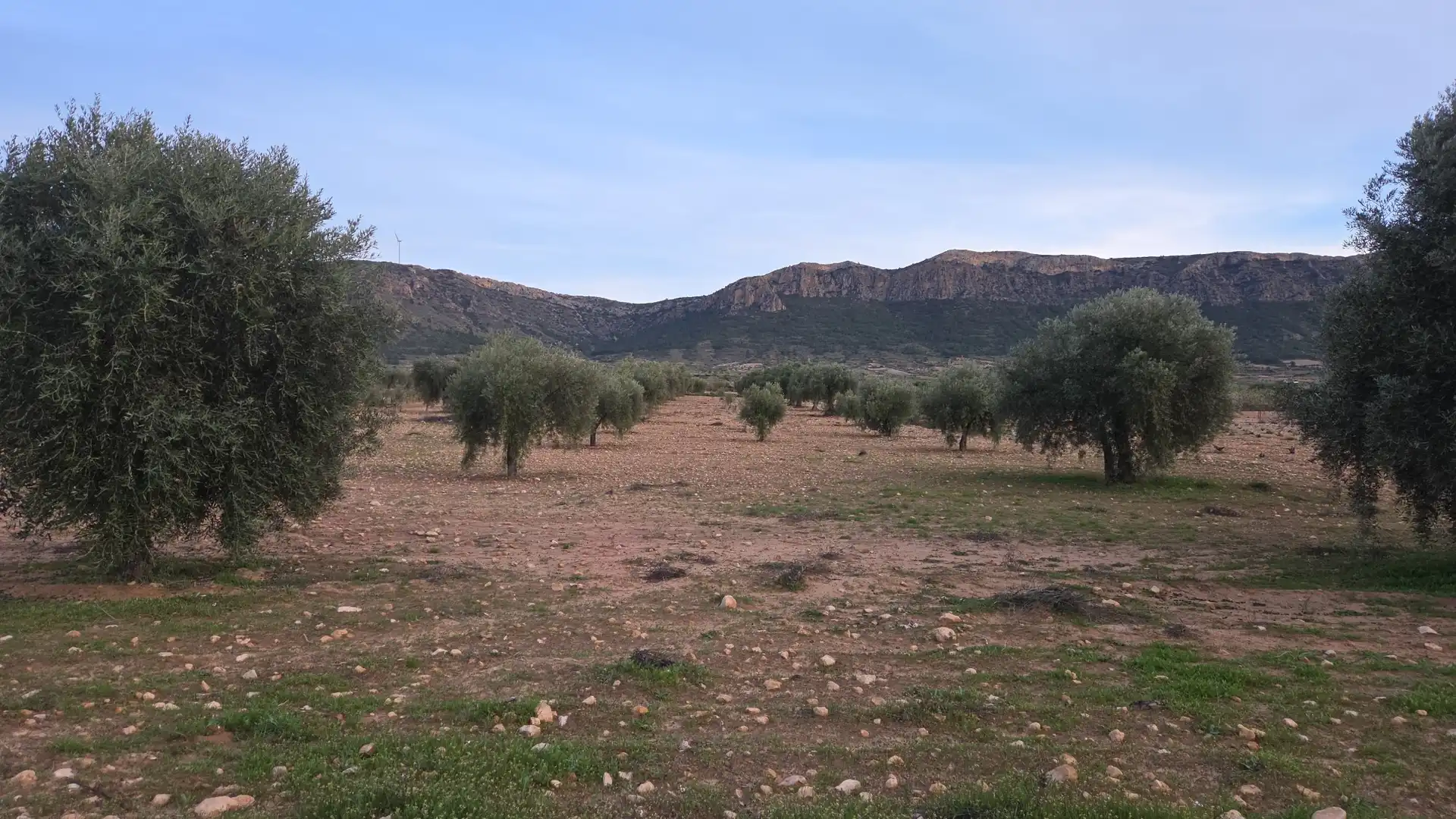 Terreny residencial en venda a Jumilla