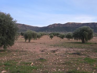 Terreny residencial en venda a Jumilla