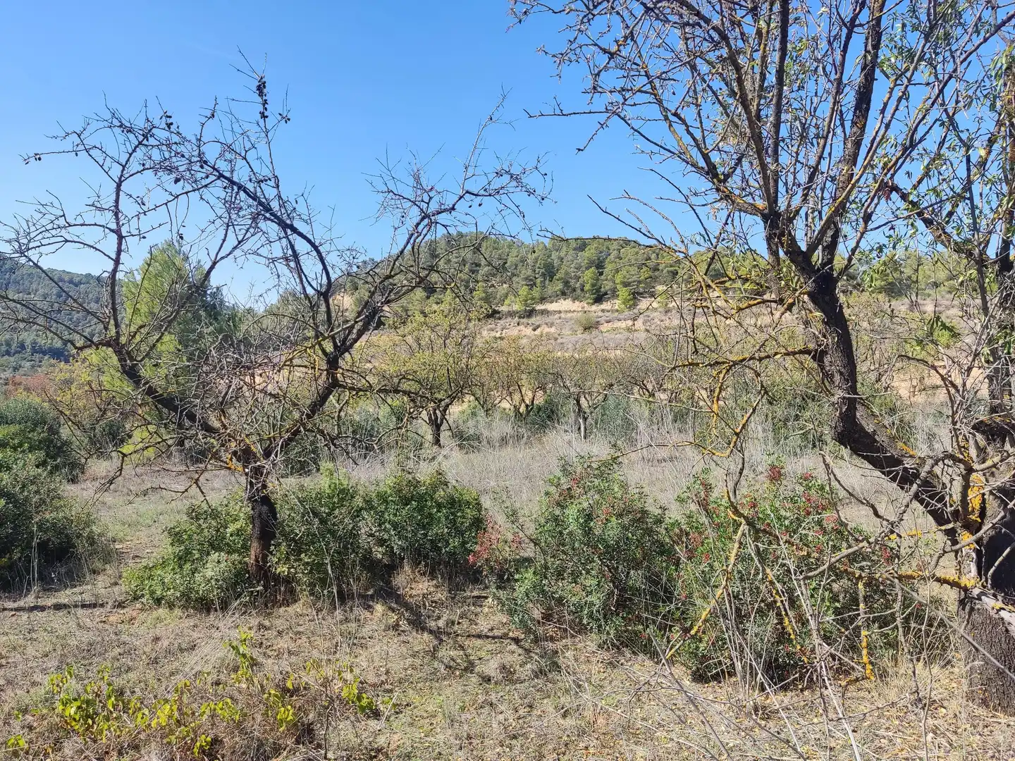 Rural land for sale in Horta de Sant Joan, imagen 7