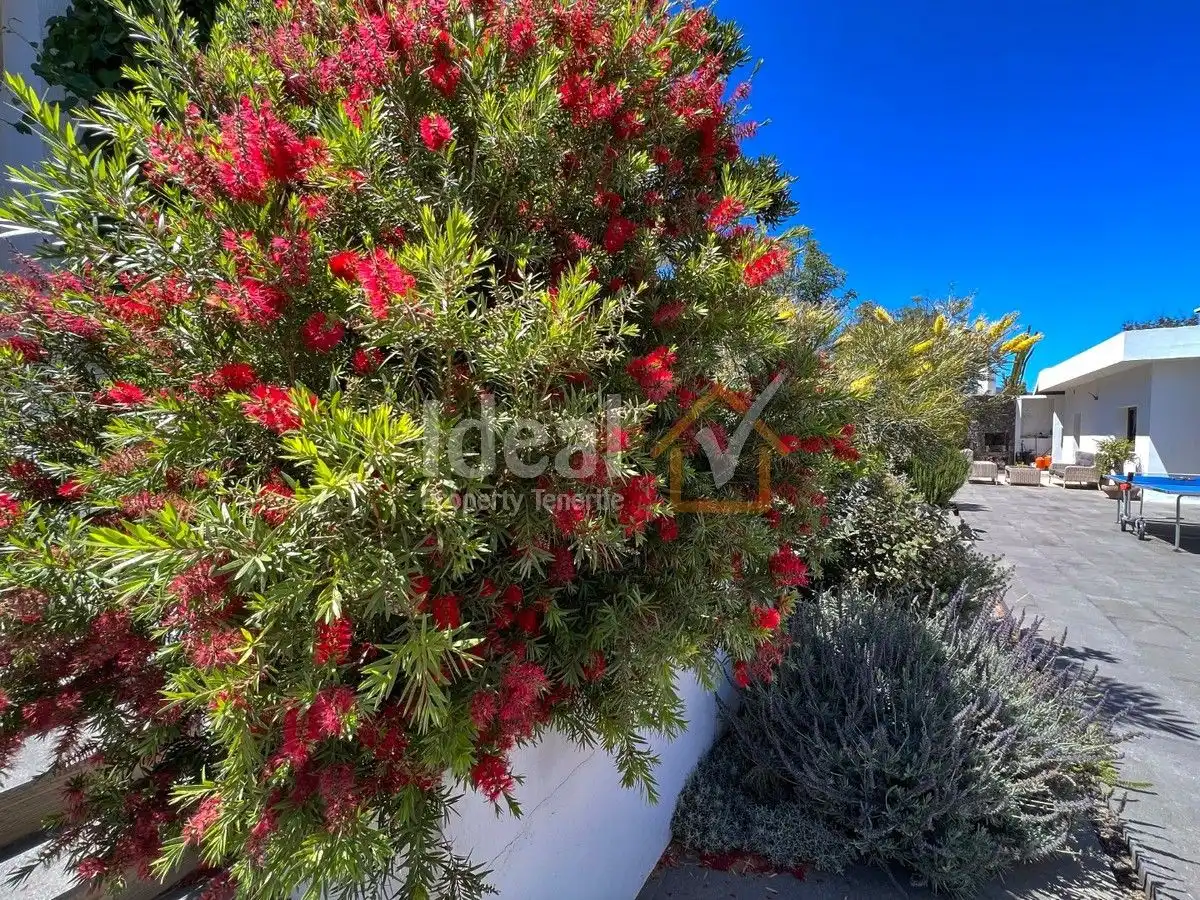 Garden of Houses for sale in Güímar  with Private garden, Terrace and Swimming Pool