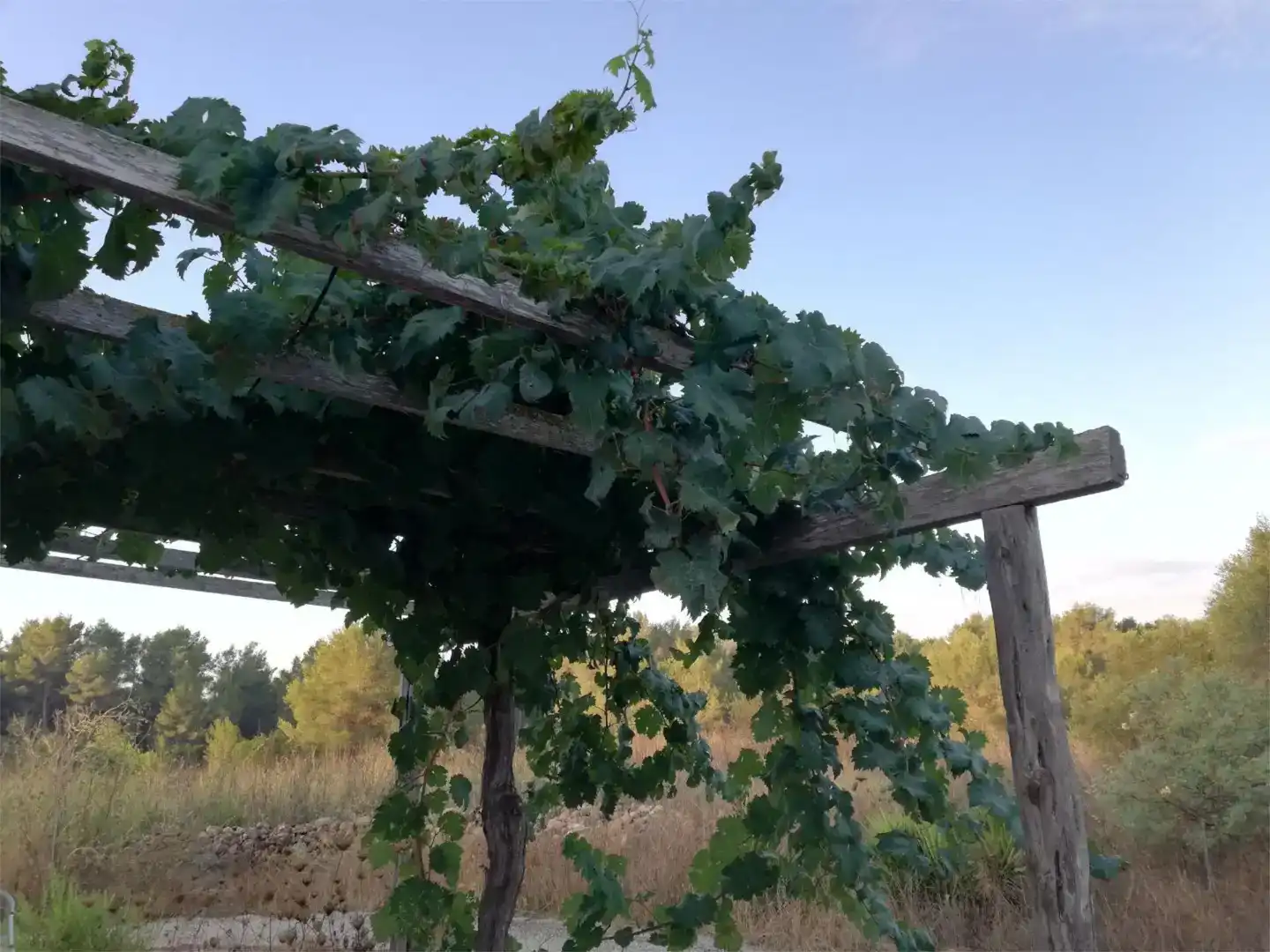 Garden of Country homes for share in Calvià  with Private garden and Balcony