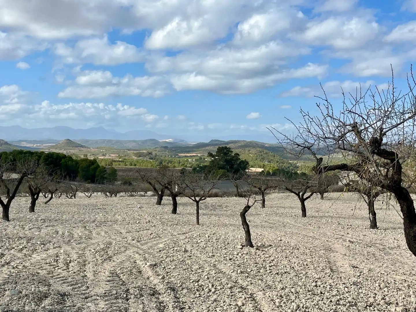 Lands and plots for sale in Bullas, imagen 24