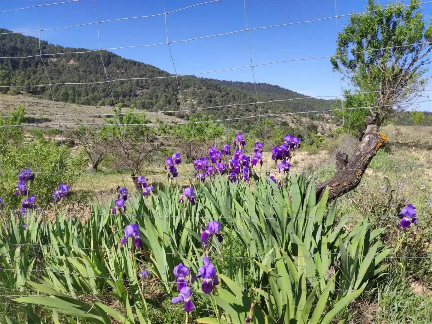 Jardí de Pis en venda en Letur
