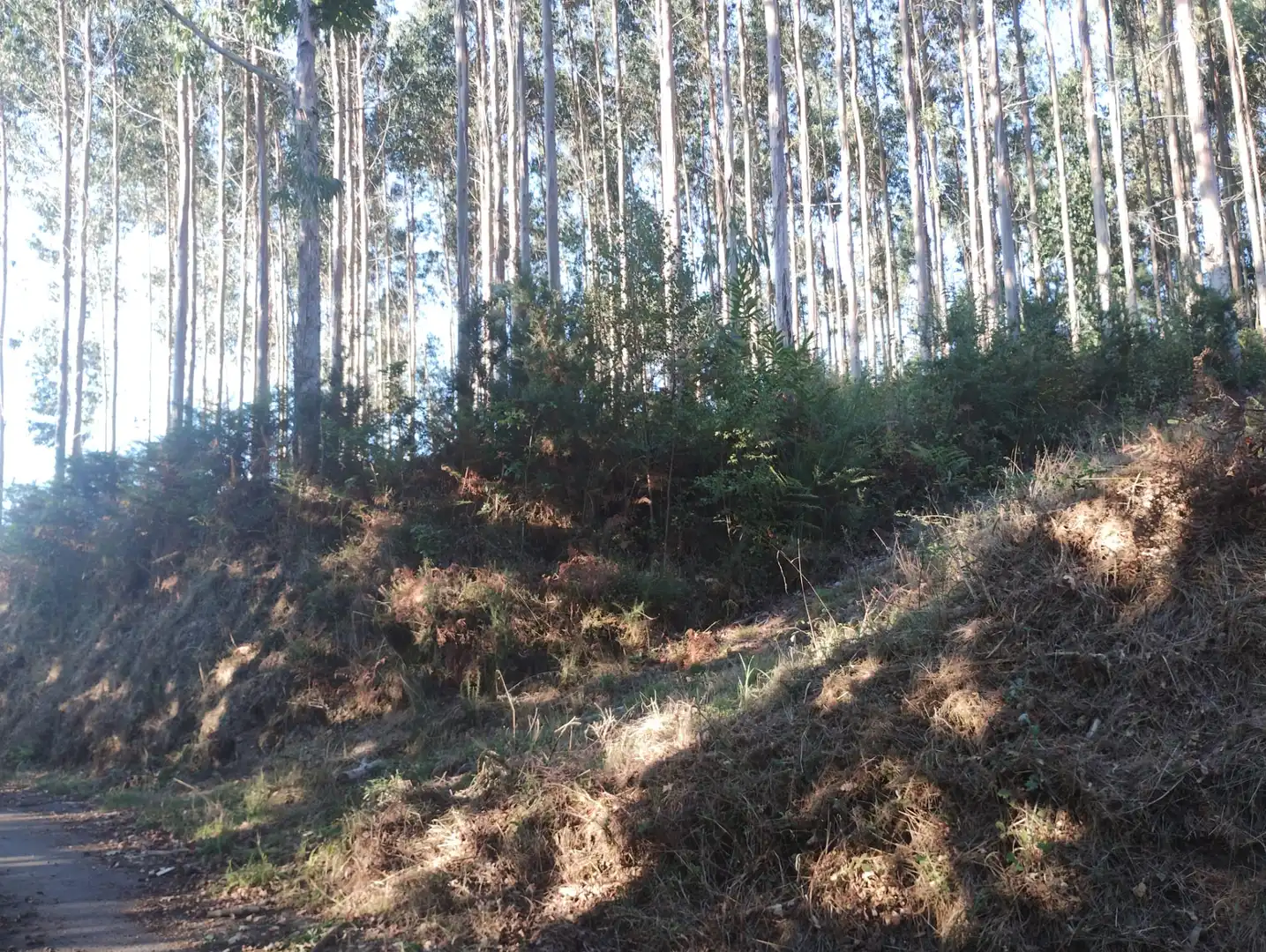Rural land for sale in Neda, imagen 2