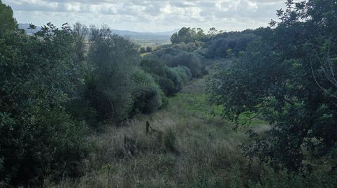 Finca Exclusiva en Petra: Caseta anterior a 1956 y privacidad total, imatge 2