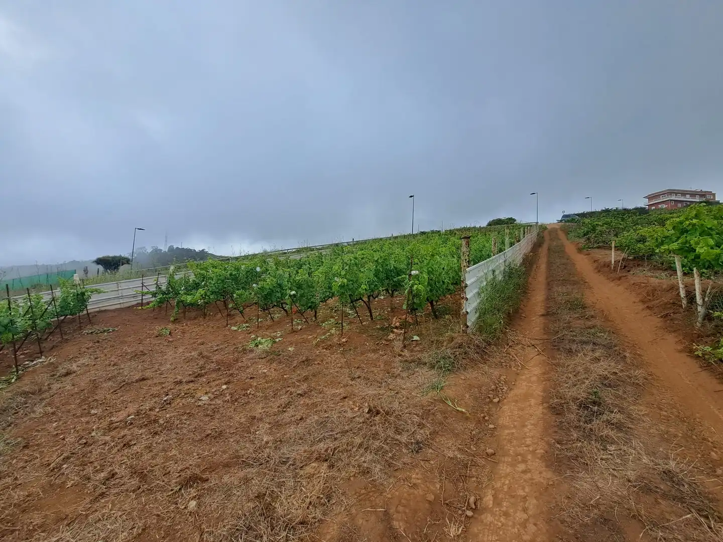 Rural land for sale in El Sauzal, imagen 8