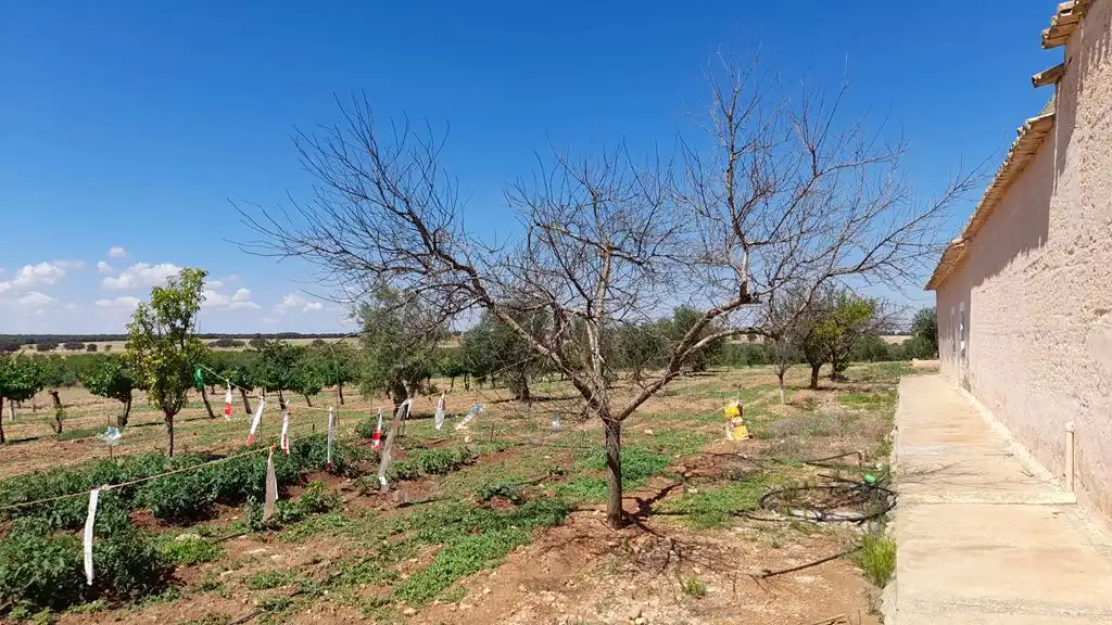 Finca rústica en venta en Munera