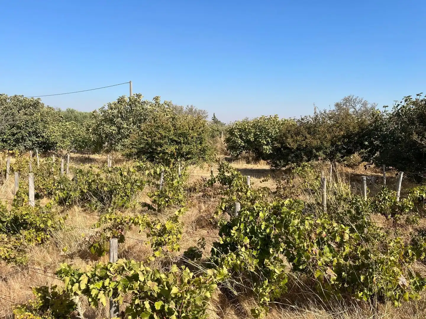 Terreno rústico en venta en Camino carril JIGUERON
