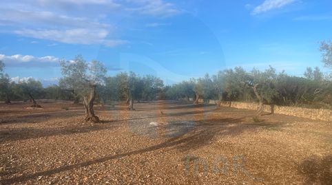 Finca rústica plana con pozo de agua., immagine 2