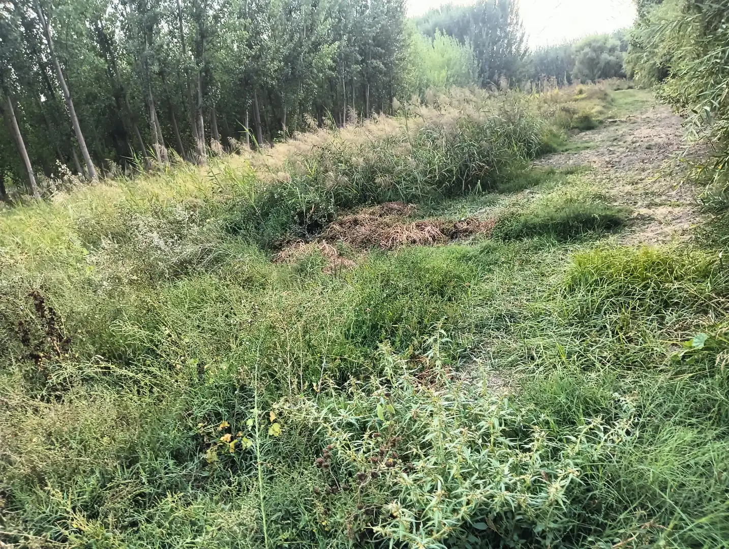 Rural land for sale in Paseo del Prado