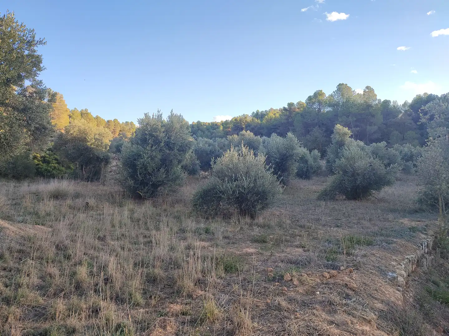 Terreno rústico en venta en L'Albagés, imagen 49