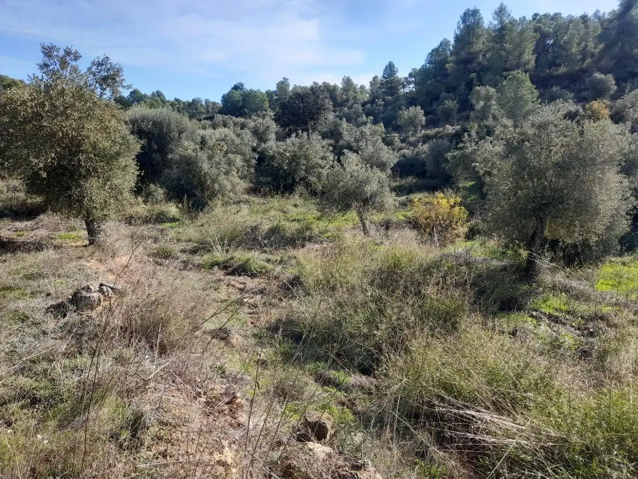 Land for sale in La Palma d'Ebre