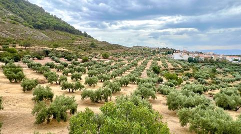 NIVAR  FINCA DE OLIVOS, immagine 3