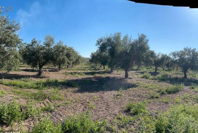 Terreno en Venta en Nueva Carteya