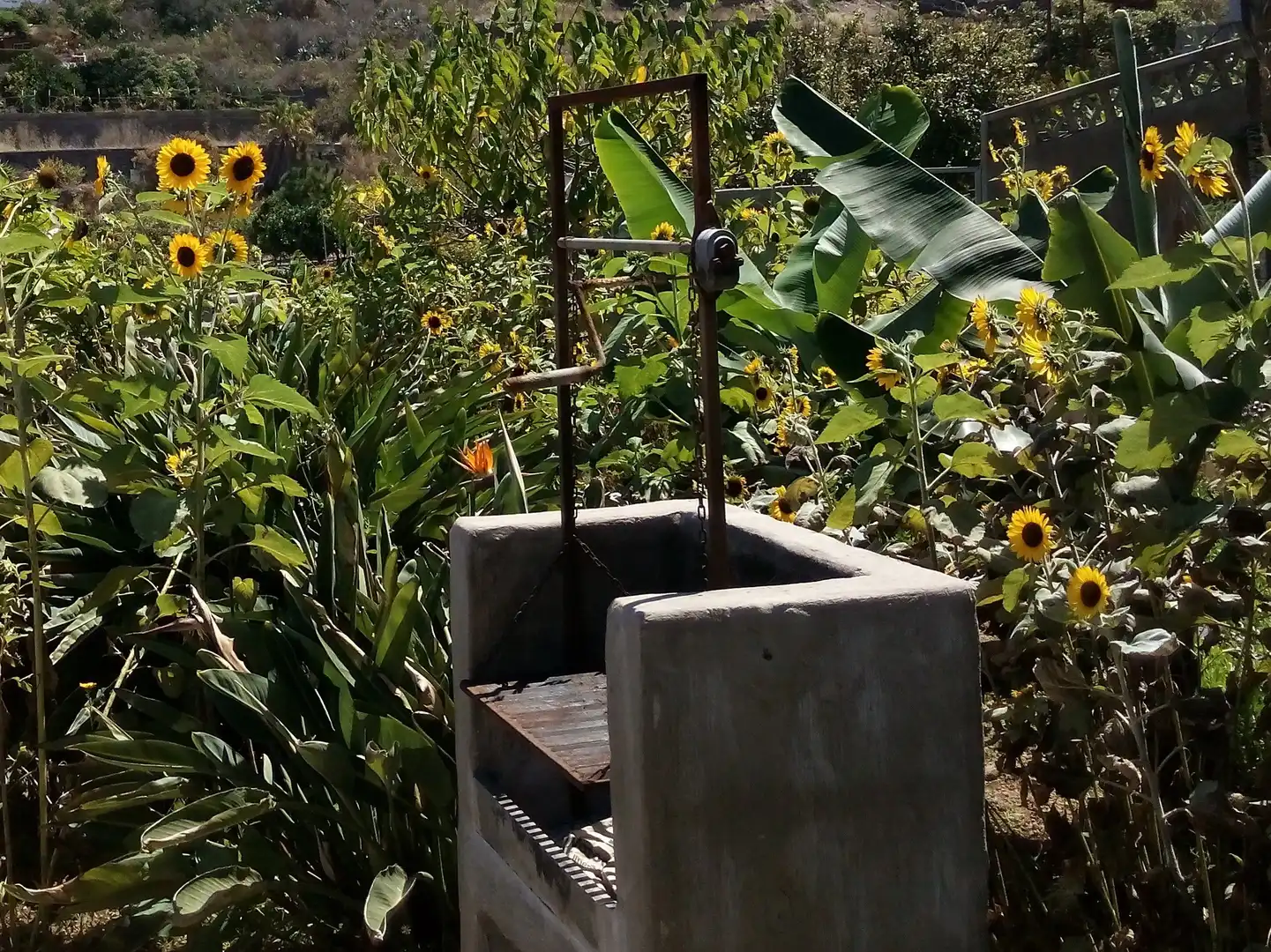 Garden of Houses for sale in La Guancha  with Private garden, Terrace and Storage room
