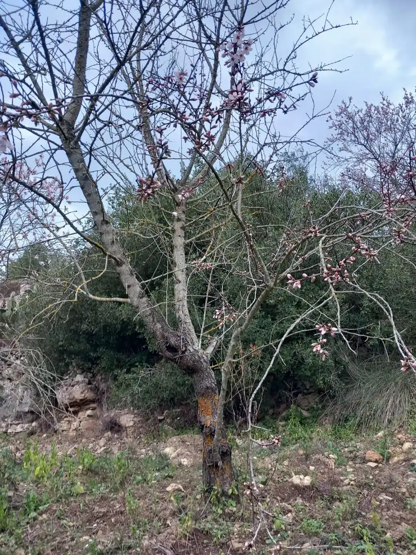 Residential land for sale in Torrelles de Foix, imagen 14