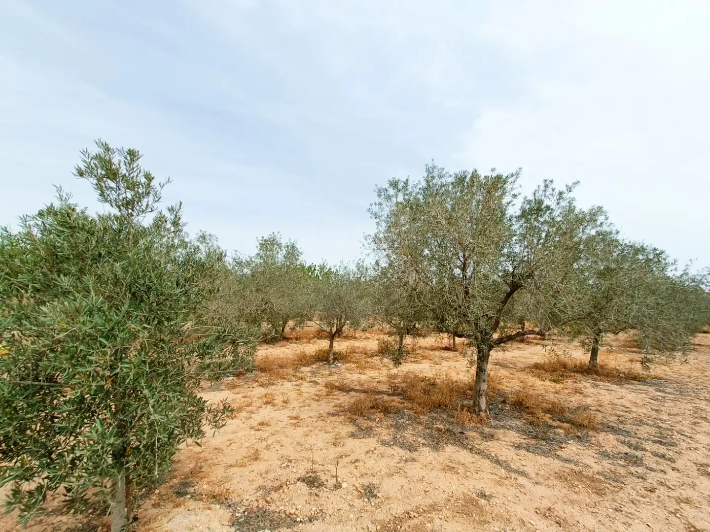 Haus zum Verkauf in Hondón de los Frailes, imagen 31