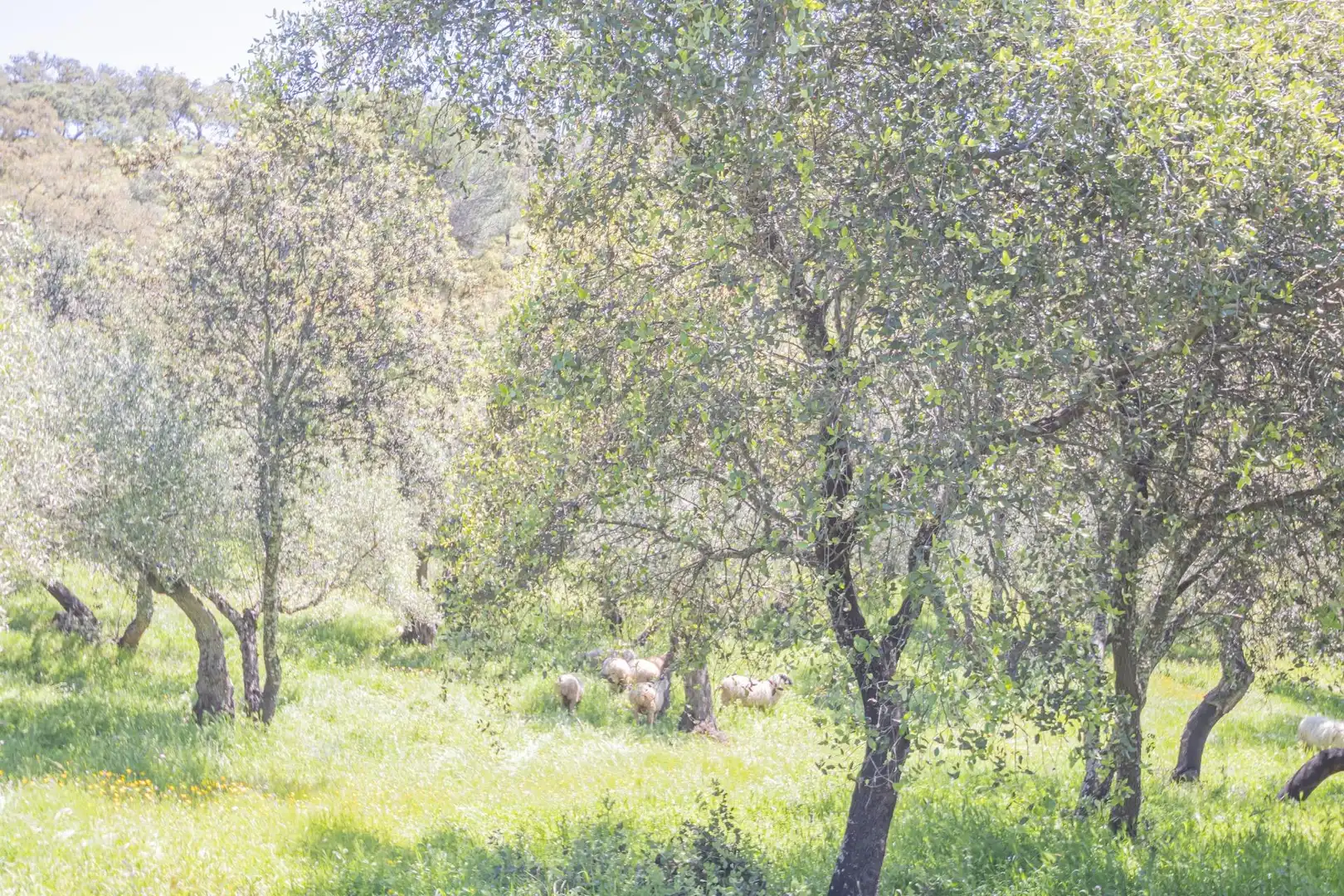Garten von Grundstücke zum Verkauf in El Pedroso