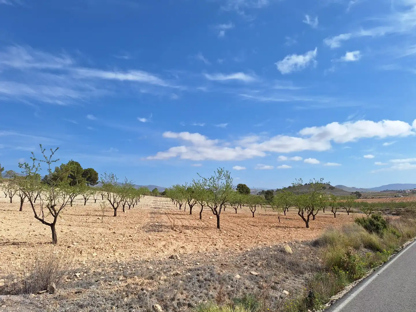 Terreny residencial en venda a Jumilla, imagen 6