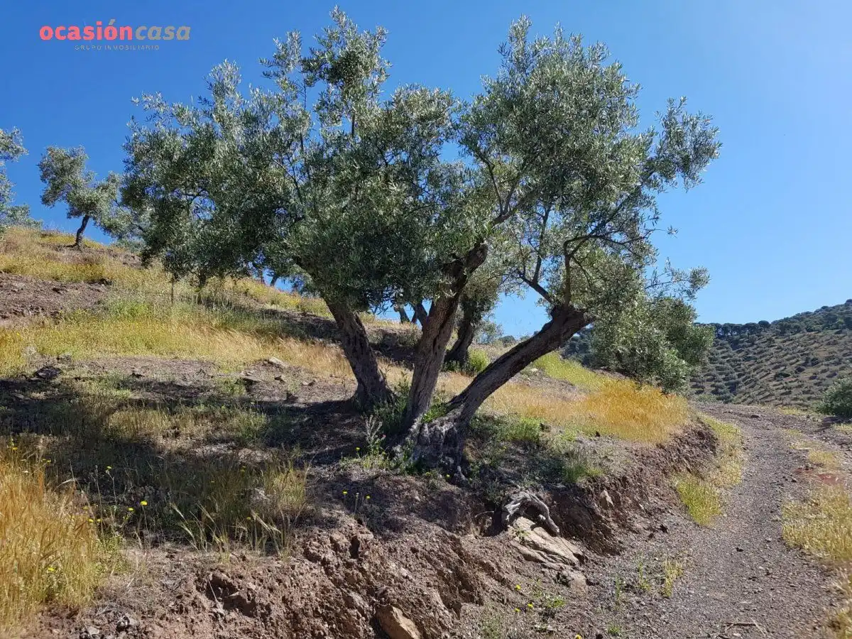 Finca rústica en venta en Villanueva de Córdoba con Jardín privado, Trastero y Amueblado