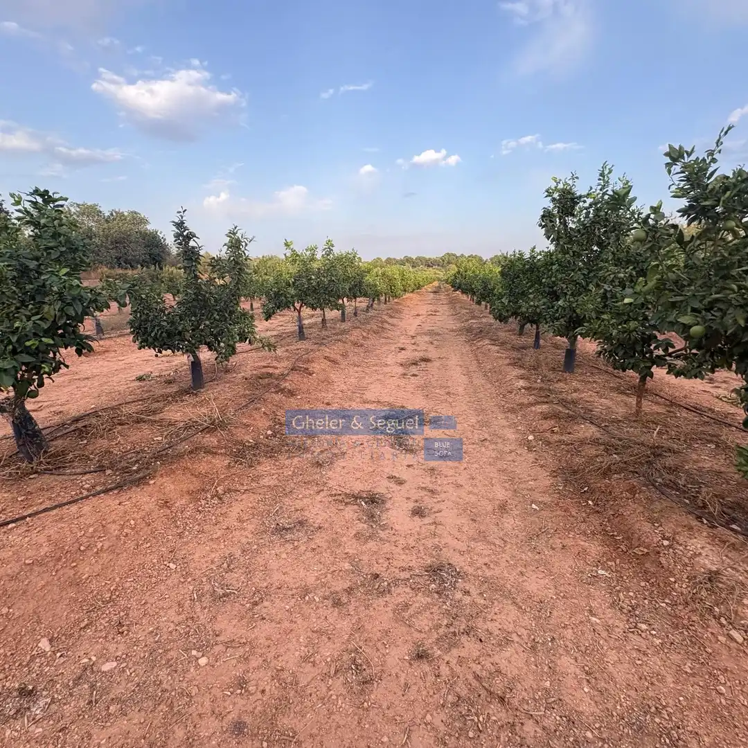 Terrenos y solares en venta en Algímia de Alfara, imagen 19